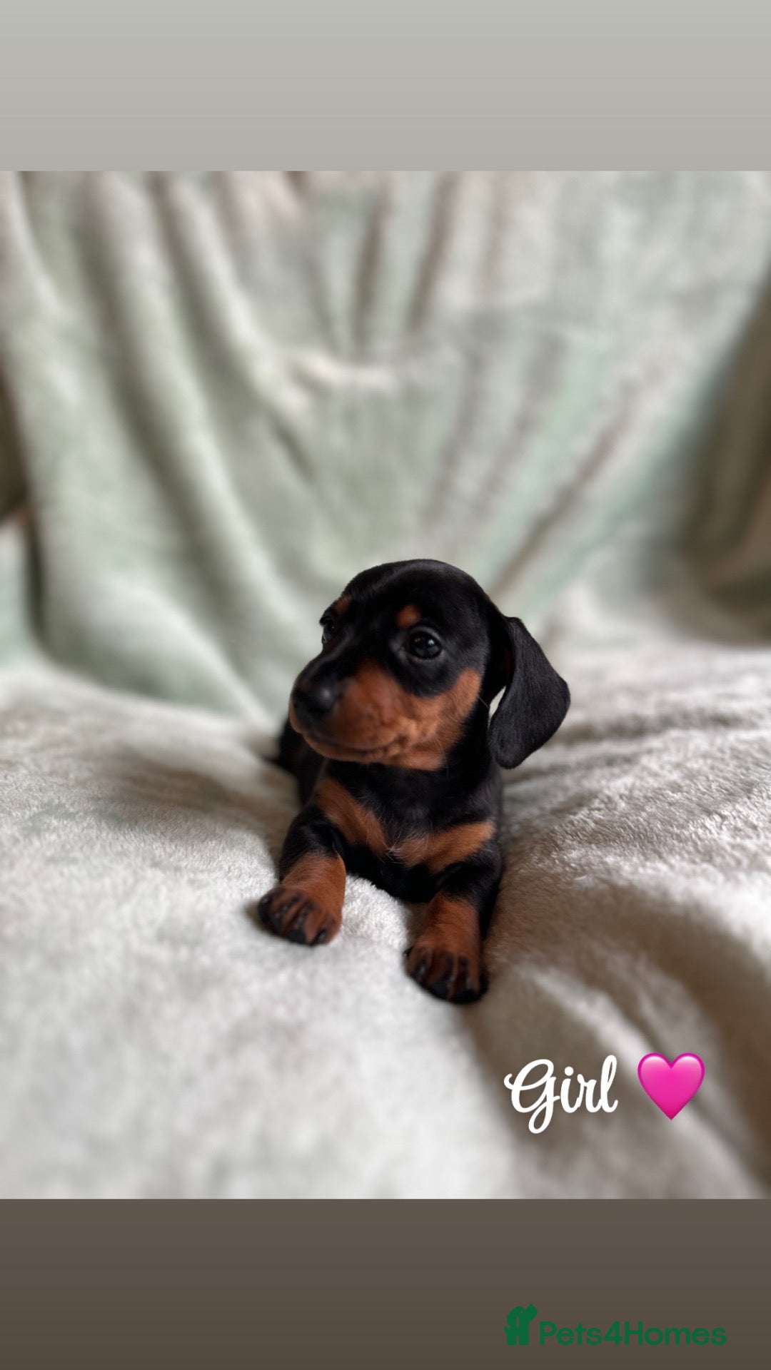 Miniature Dachshund dogs 🐾exceptional KC REGISTERED PRA clear  - Advert 2