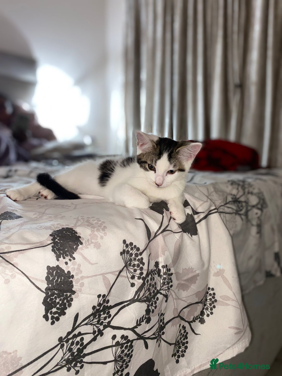 Mixed Breed cats for sale: Beautiful cat half breed (female) - Advert 12