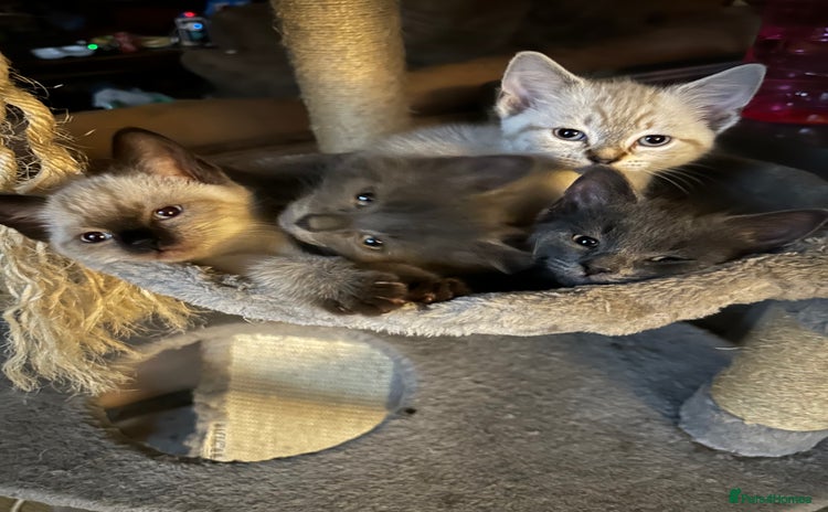 Mixed Breed cats - Advert 1