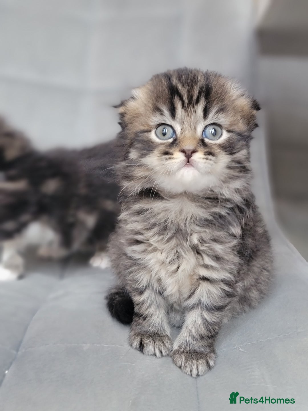 Scottish Fold cats for sale: Scottish fold - Advert 8