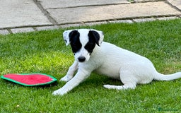 Patterjack dogs for sale:  🐾 Patterdale x Jack Russell Puppies 🐾 - Image 21