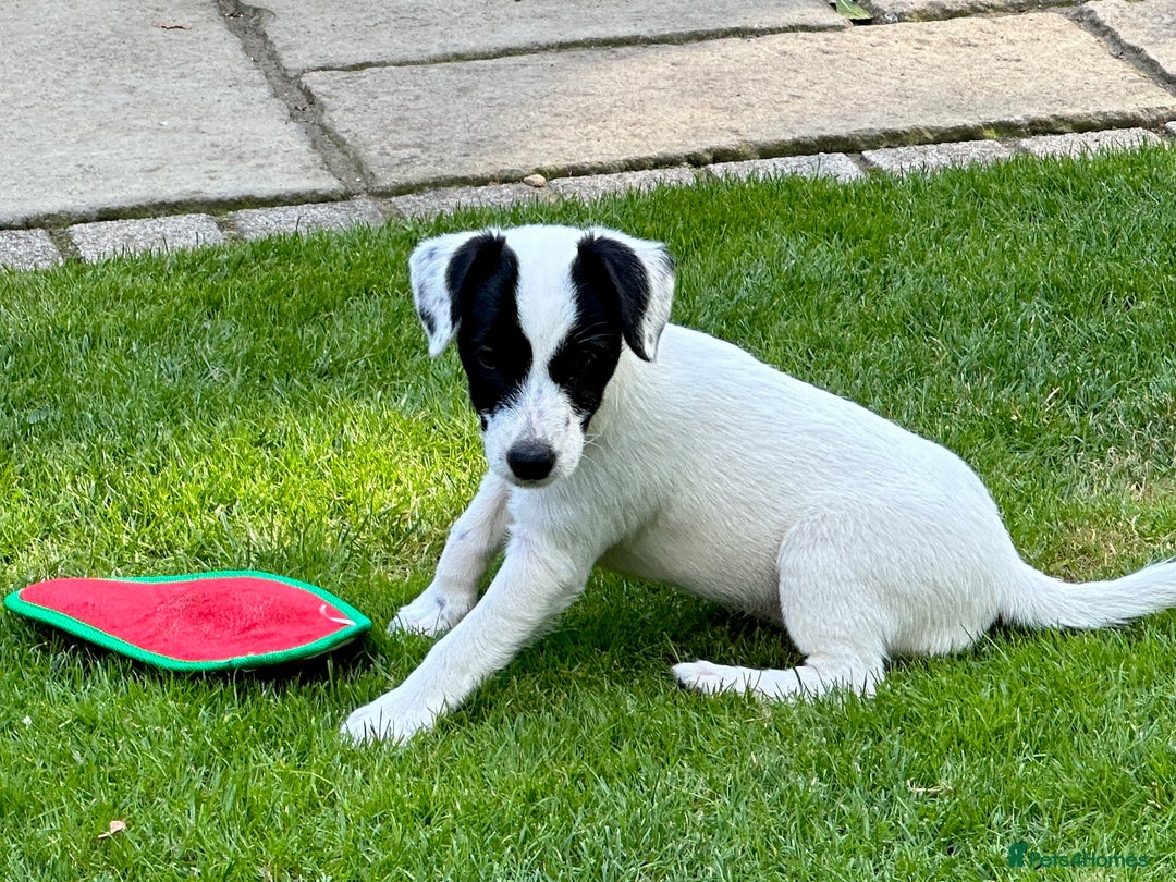 Patterjack dogs for sale:  🐾 Patterdale x Jack Russell Puppies 🐾 - Image 21