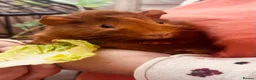 Guinea Pig rodents for sale: Guinea pigs aged 9 weeks  in Market Harborough - Advert 5