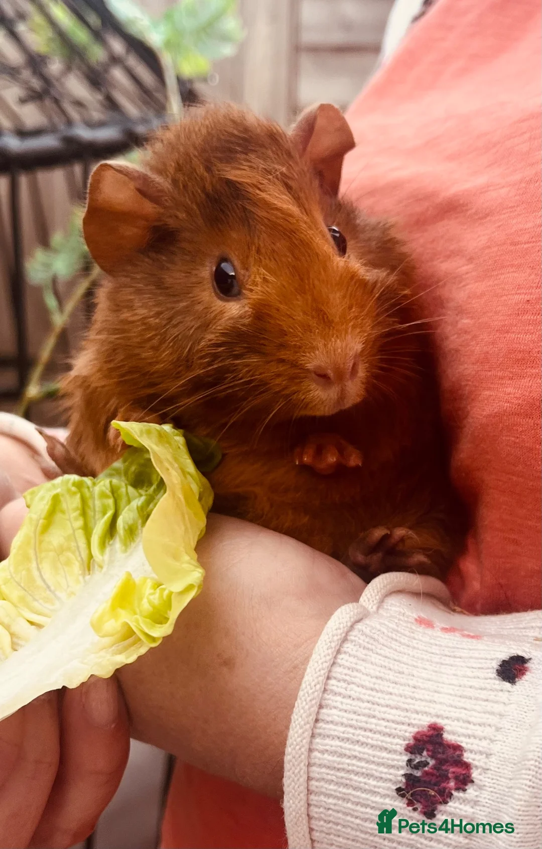 Guinea Pig rodents for sale: Guinea pigs aged 9 weeks  in Market Harborough - Advert 5