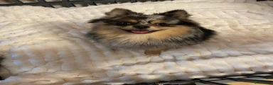 Puppy 5