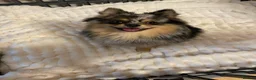 Pomchi dogs for sale: Beautiful Blue/Tan Pomeranian Merle Girl  - Advert 13