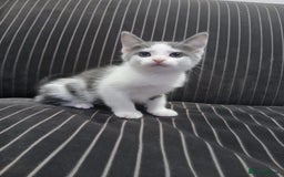 Mixed Breed cats for sale: Two beautifully marked boys - Image 4
