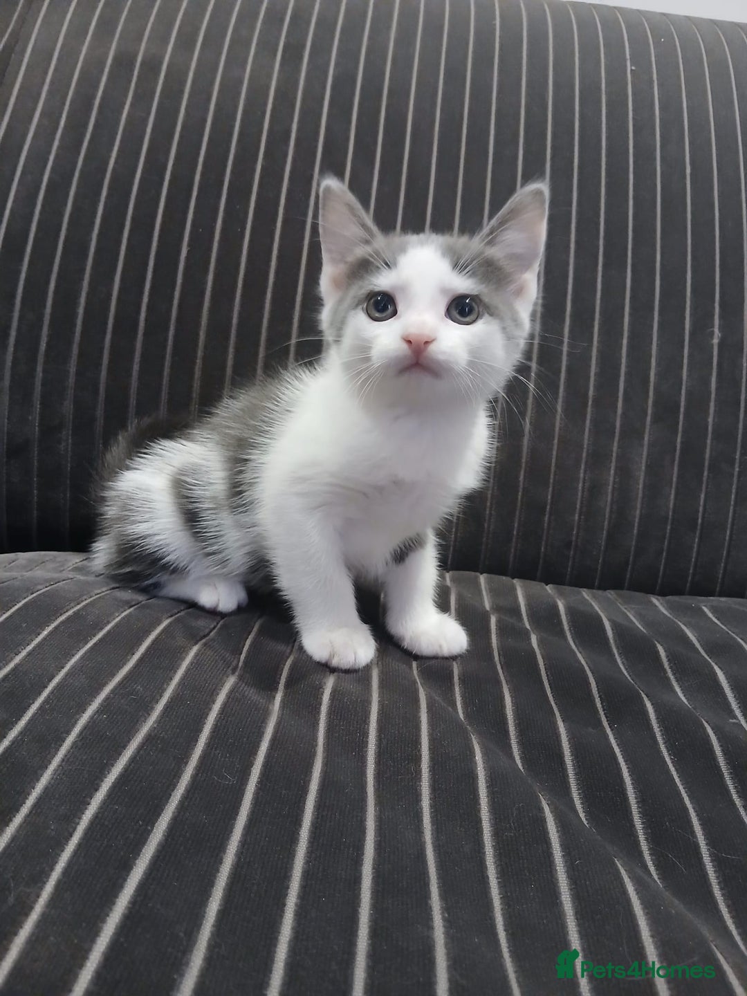 Mixed Breed cats for sale: Two beautifully marked boys - Image 4
