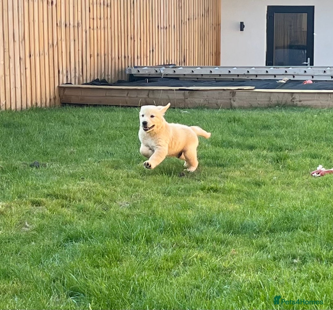 Golden Retriever dogs for sale: Teddy Bear Goldies - Image 19