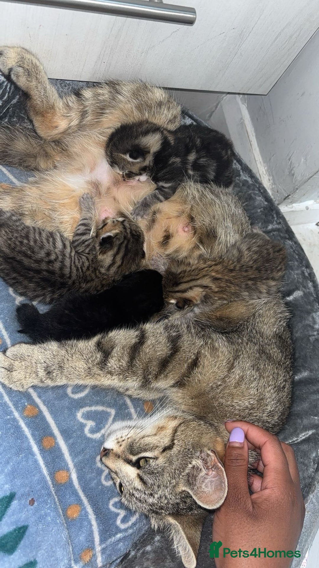 American Shorthair cats for sale: 3 Tabby kittens and 1 bombay kitten - Image 2