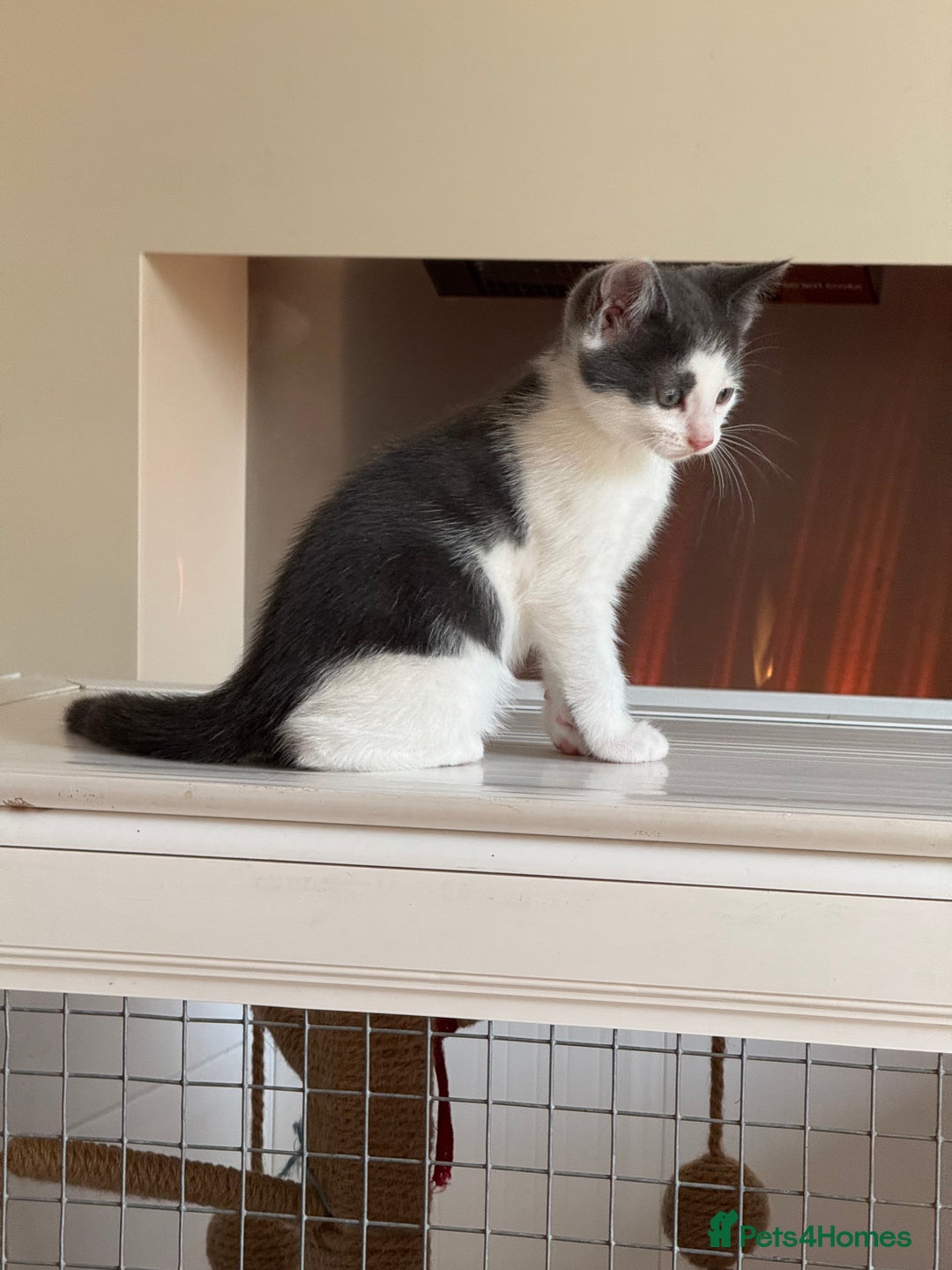 Mixed Breed cats for sale: Beautiful kittens ready now  - Image 8
