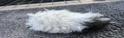 Guinea Pig rodents for sale: Baby Lunkarya  - Advert 1