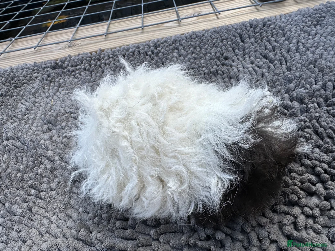 Guinea Pig rodents for sale: Baby Lunkarya  - Advert 1