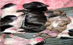 Mixed Breed dogs for sale: Shih tzu x Bichion  - Image 8