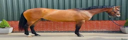Irish Sports horses for sale: 16hh 4yo conniextb  in Coventry - Advert 6