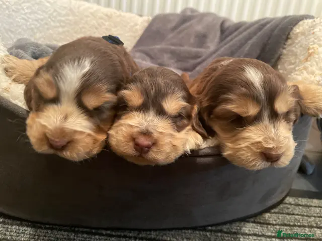 Cocker Spaniel dogs ⚡️Beautiful KC Show-Type Cocker Spaniel Puppies⚡️ - Advert 18