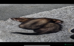 Ferret rodents for sale: Sable mask ferrets - Image 3