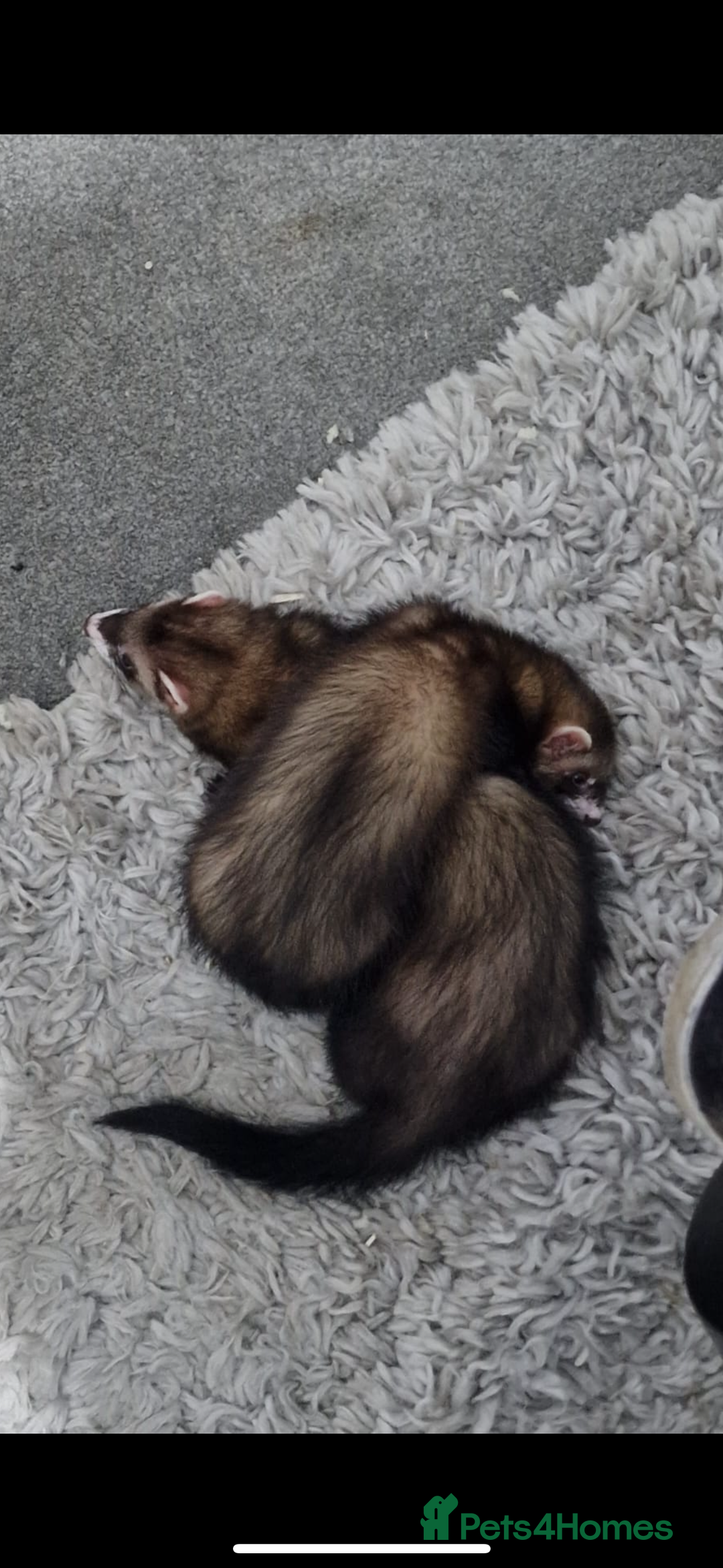 Ferret rodents for sale: Sable mask ferrets - Image 3