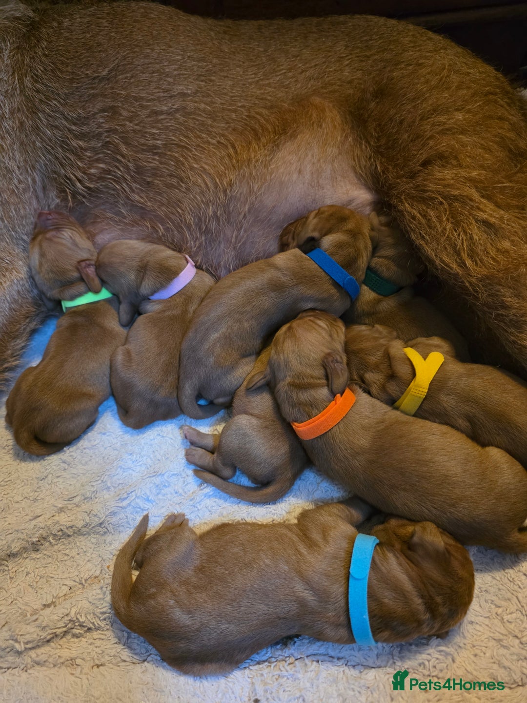 Mixed Breed dogs for sale: Hungarian vizsla cross cocker spaniel puppies - Advert 14