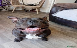 Mixed Breed dogs for sale: Pocket bully  - Image 9