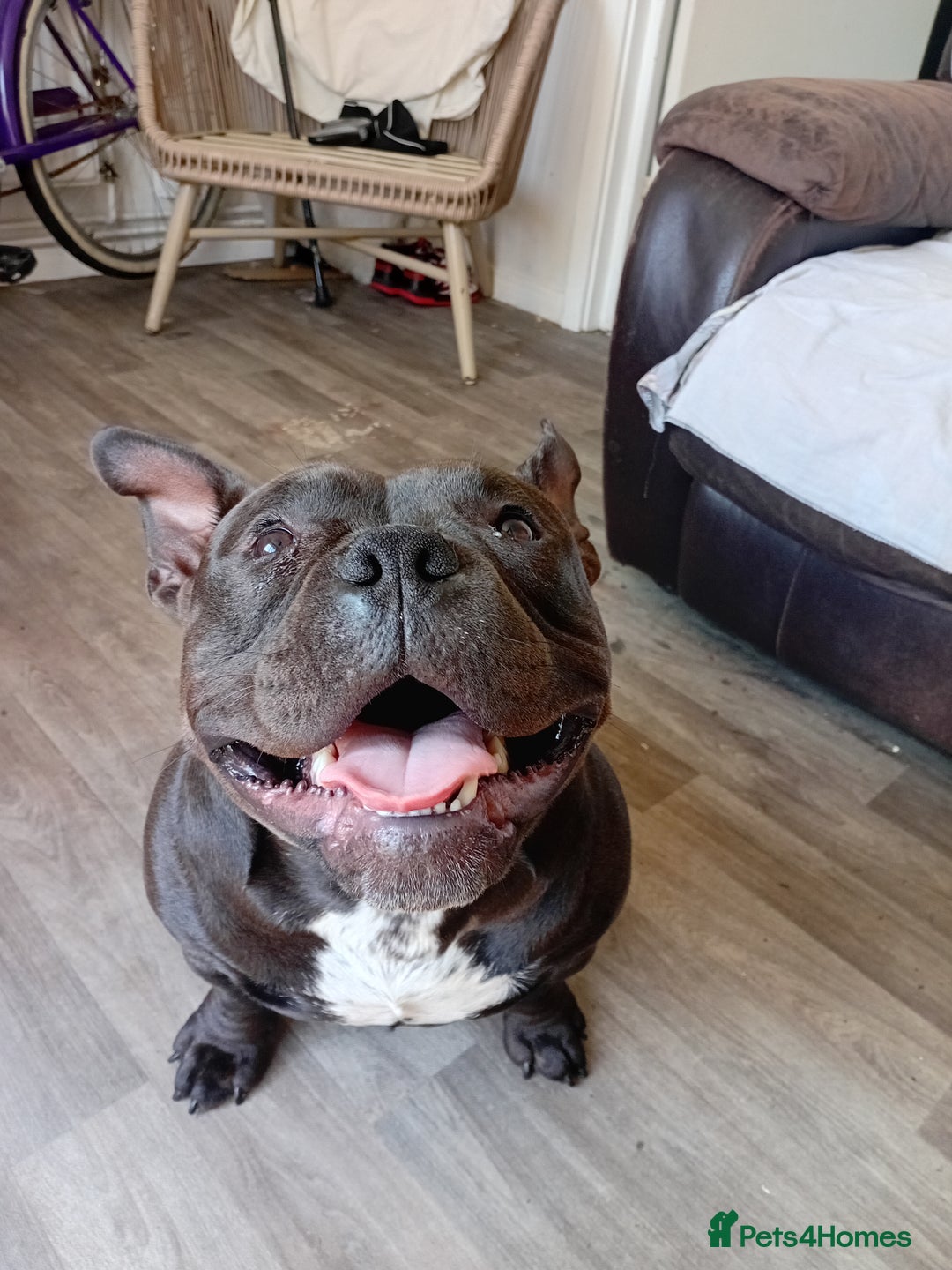 Mixed Breed dogs for sale: Pocket bully  - Image 9