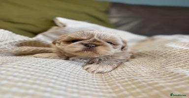 Shih Tzu dogs - Advert 1