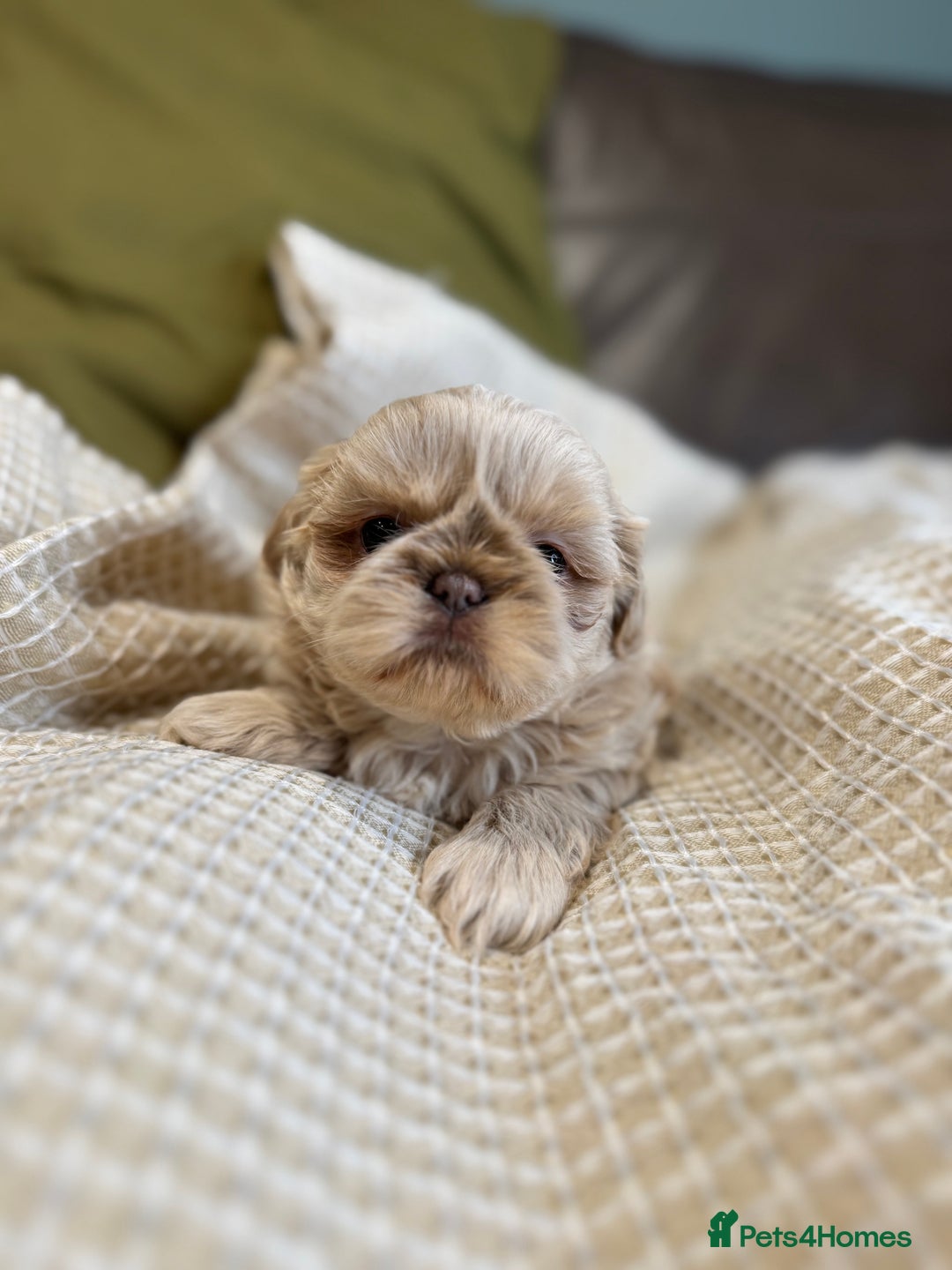 Newborn Shih Tzu Puppies For Newborn Baby Shih Tzu Puppies Shih