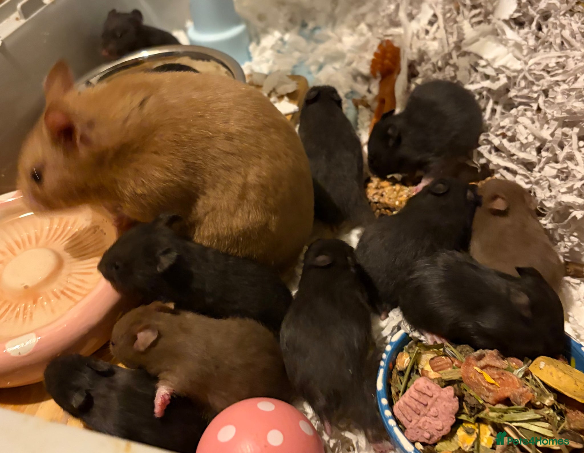 Hamster rodents Syrian Hamster Pups / Babies Black Brown  - Advert 8