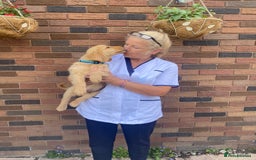 Golden Retriever dogs for sale: Rare & wonderful petite golden retrievers - Image 32