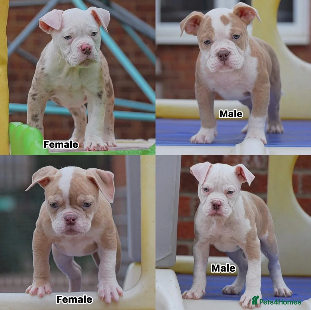 Old Tyme Bulldog dogs for sale: 23 years 5⭐️Licensed & Registered uk no1  - Advert 2