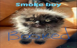 Ragdoll cats for sale: Ragdoll X kittens  - Image 10