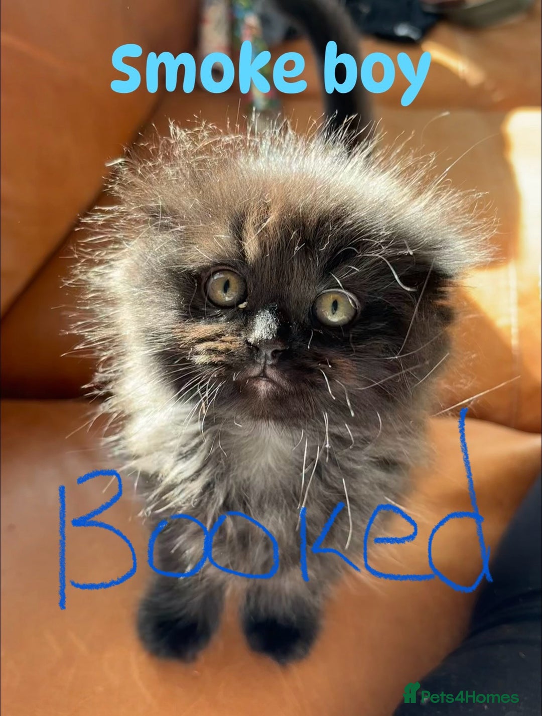 Ragdoll cats for sale: Ragdoll X kittens  - Image 10