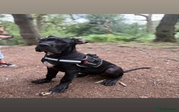 Cane Corso dogs for sale: Cane Corso  - Image 1