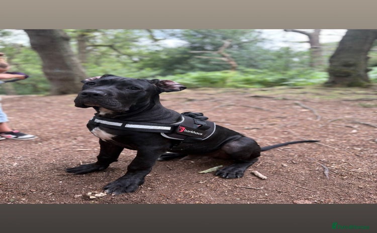 Cane Corso dogs - Advert 14