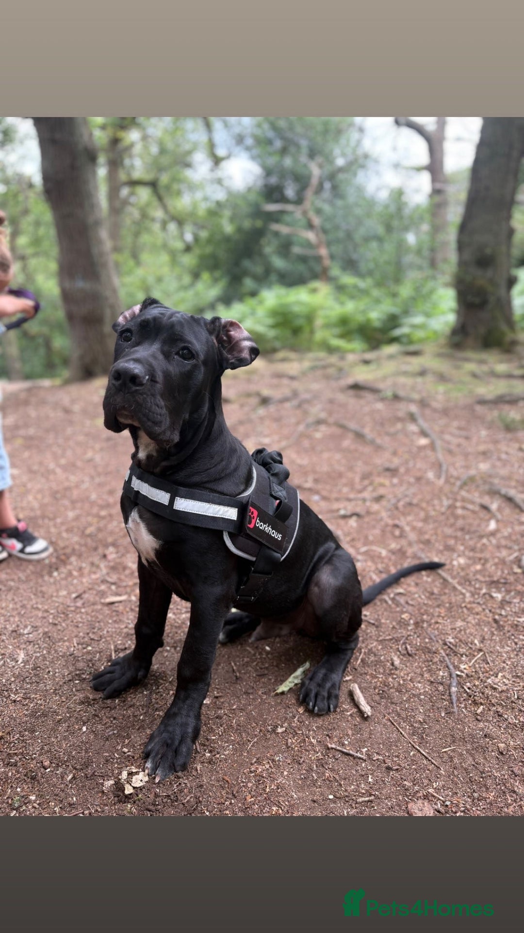Cane Corso dogs for sale: Cane Corso  - Image 1