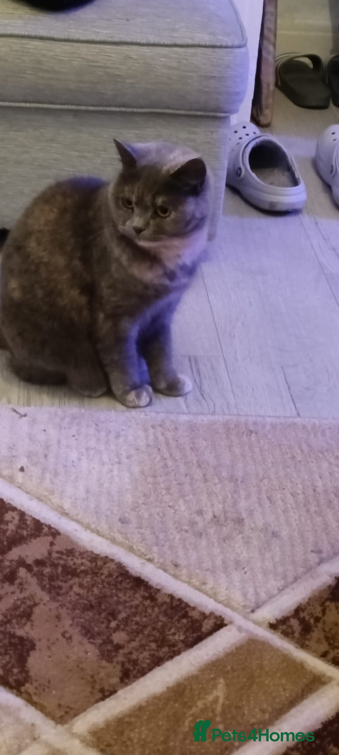 Persian cats for sale: Persian blue - Advert 7