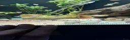 Live Bearers fish for sale: Beautiful Home-Bred Colorful Guppy Fish - Advert 4
