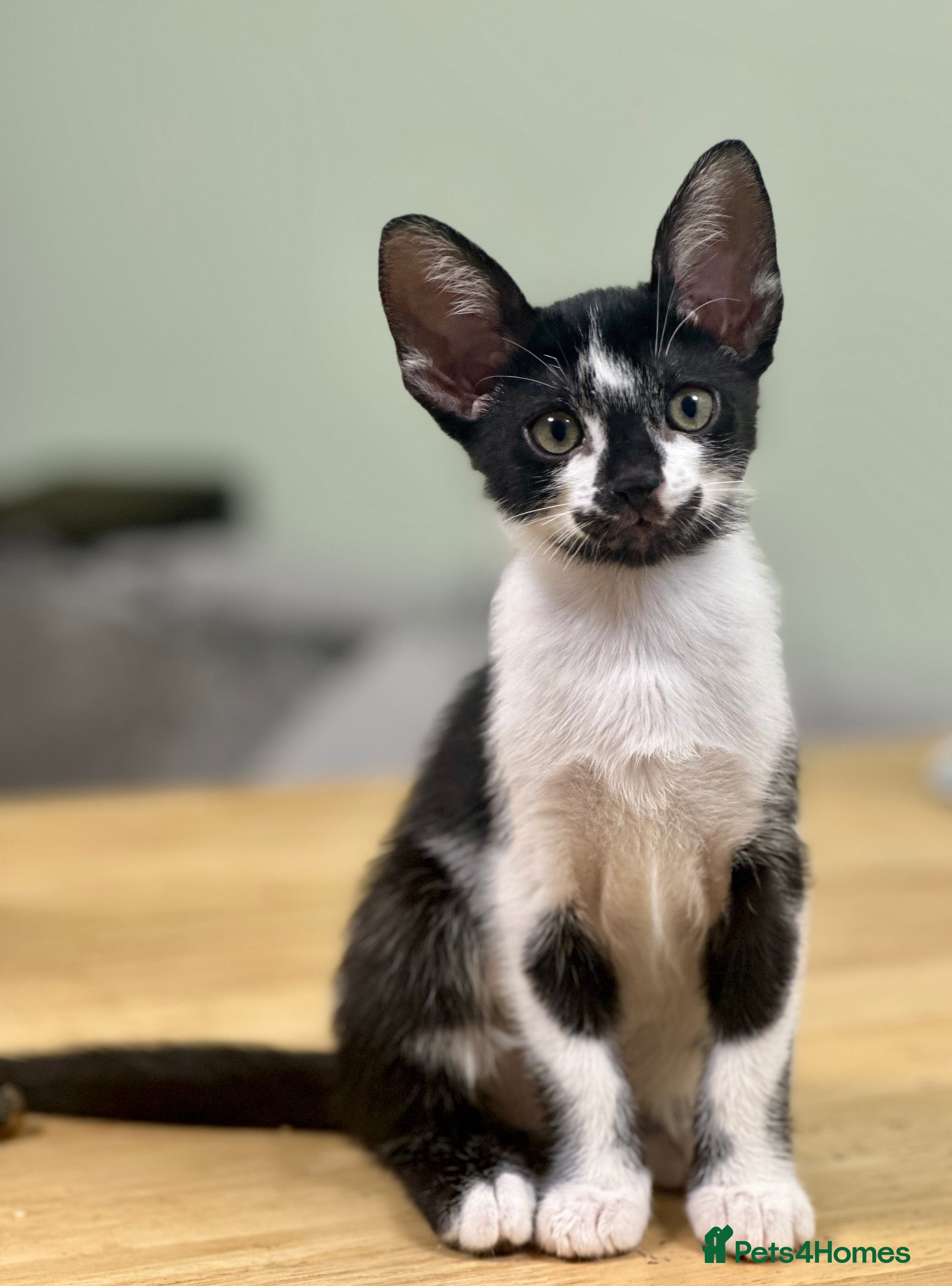 Mixed Breed cats ✨Cornish Rex Kittens Ready for New Homes Now✨ - Advert 5