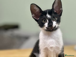 Mixed Breed cats ✨Cornish Rex Kittens Ready for New Homes Now✨ - Advert 13