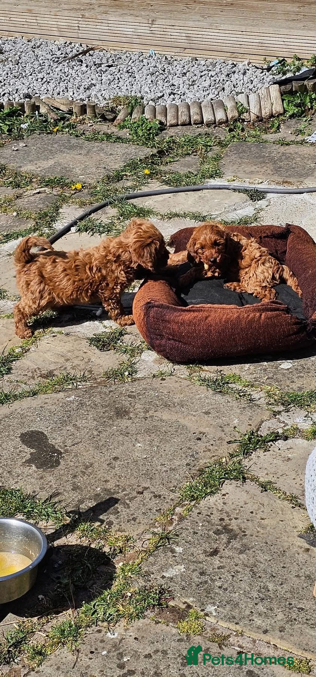 Cockapoo dogs for sale: Beautiful F1 Red Cockapoo Puppies - Image 10