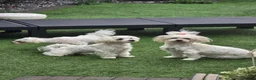 Maltese dogs for sale: Max & Mickey two beautiful Maltese puppies  - Advert 8