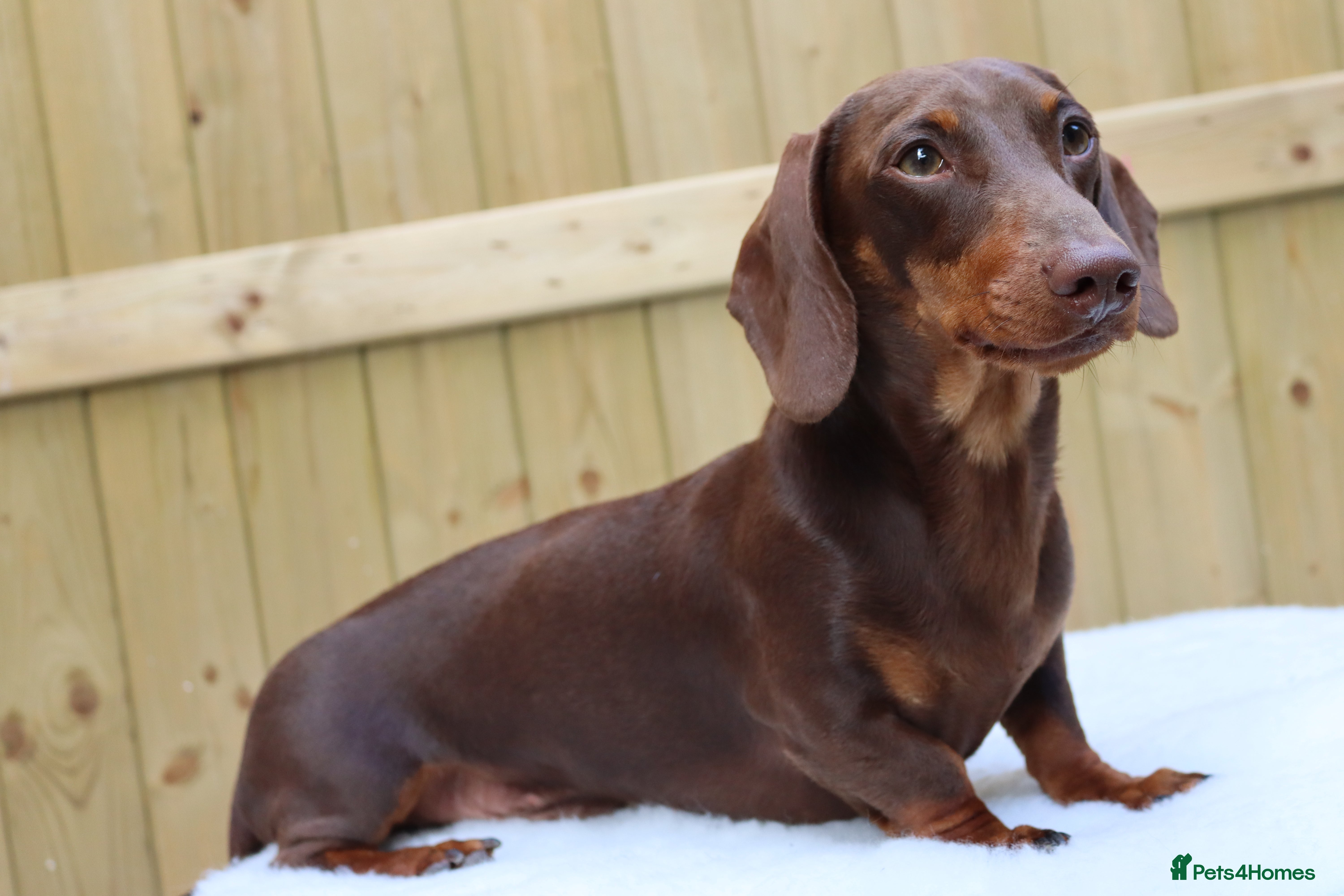 Miniature Dachshund dogs Chocolate and tan miniature dachshund for stud - Advert 2