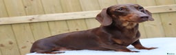 Miniature Dachshund dogs for stud: Chocolate and tan miniature dachshund for stud - Advert 9