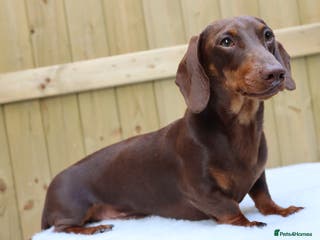 Miniature Dachshund dogs Chocolate and tan miniature dachshund for stud - Advert 5