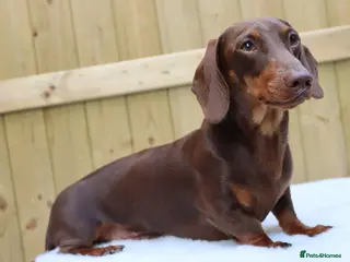 Miniature Dachshund dogs Chocolate and tan miniature dachshund for stud - Advert 13