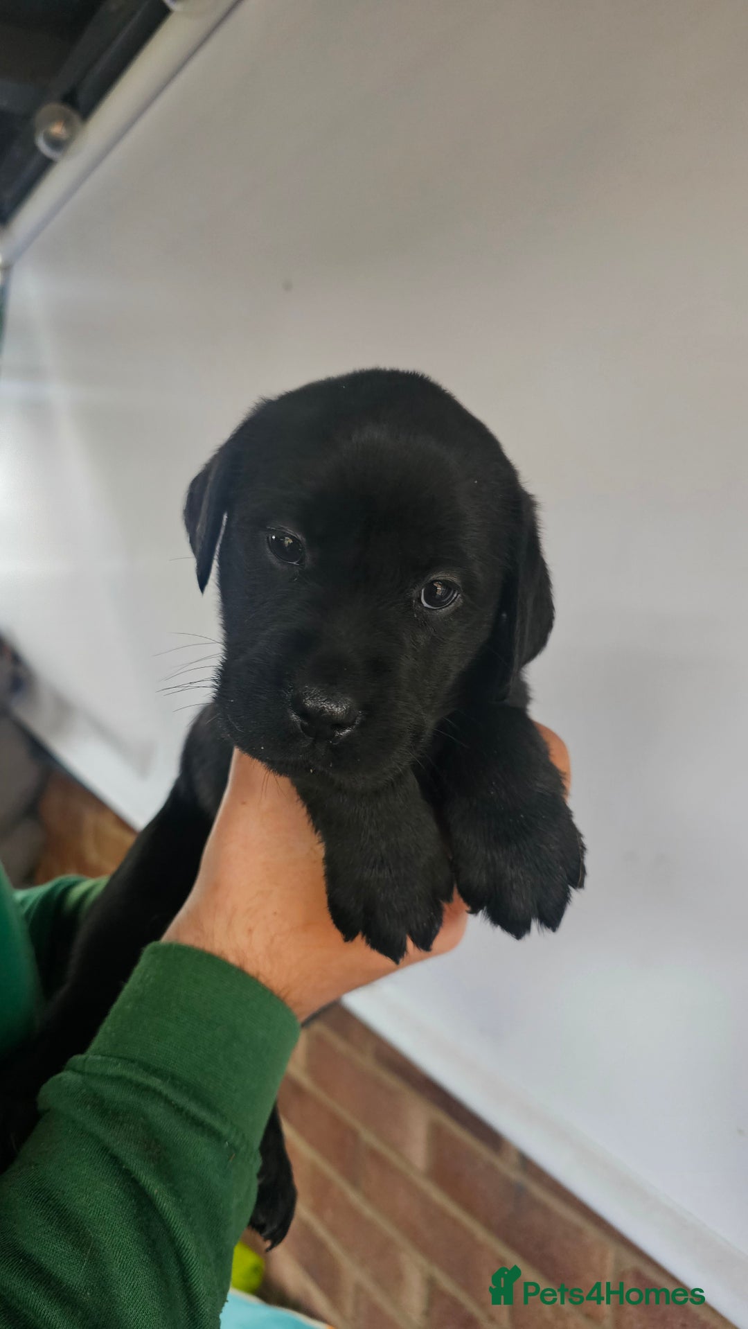 Labrador Retriever dogs for sale: Stunning 9 Labradors puppies  - Advert 4