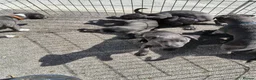 Whippet dogs for sale: Whippets - Advert 8