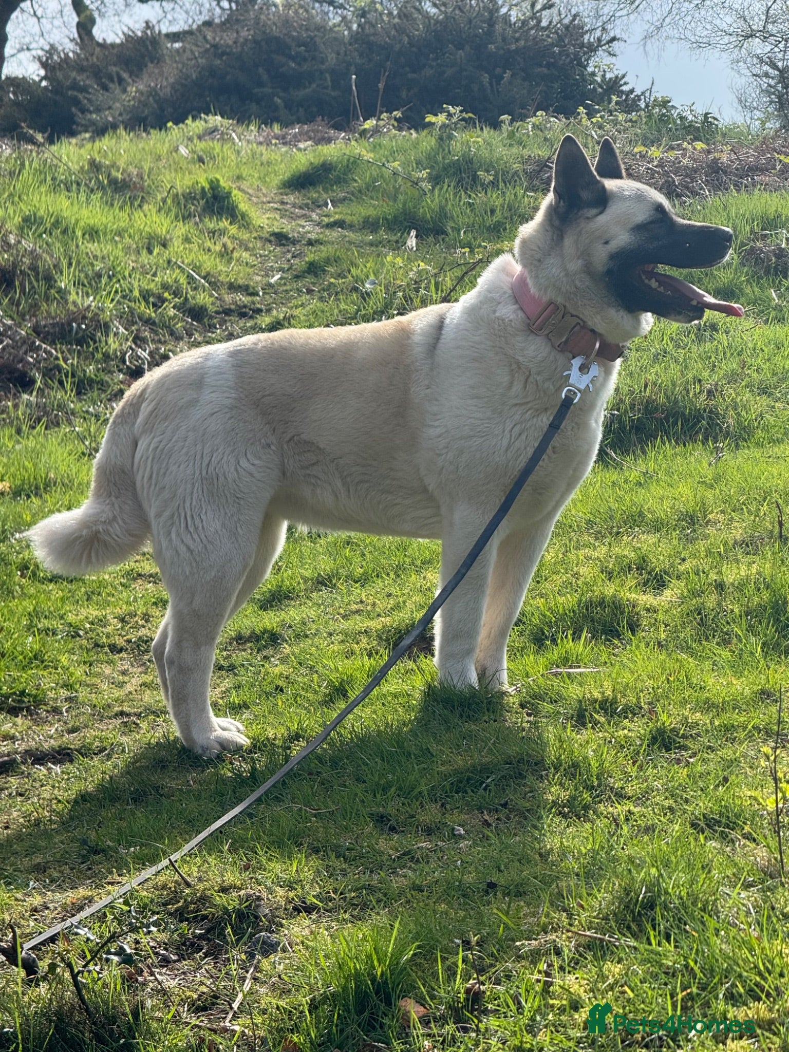 Akita dogs Beautiful Sweet American Akita Female - Advert 1