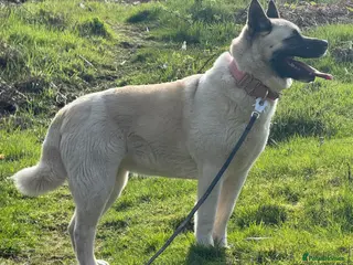 Akita dogs Beautiful Sweet American Akita Female - Advert 1