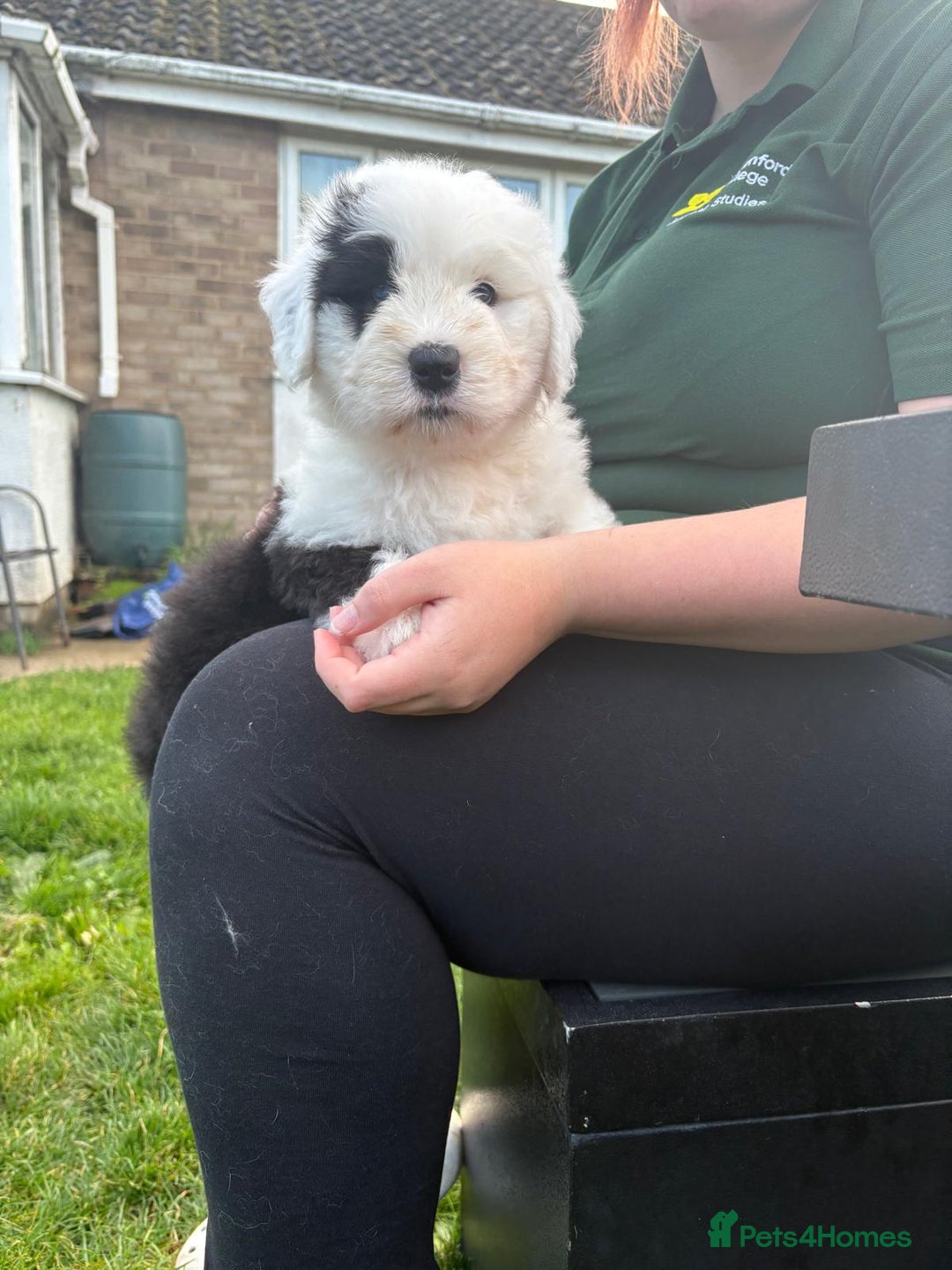 Old English Sheepdog dogs for sale: Beautiful Baby boy - Image 1
